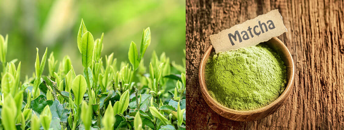 Bột matcha có nguồn gốc từ Nhật Bản, được làm từ những búp trà xanh tươi non nhất.